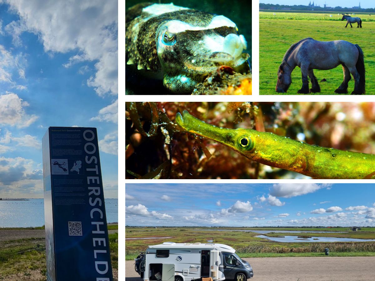 Osterscheldetaucherei…