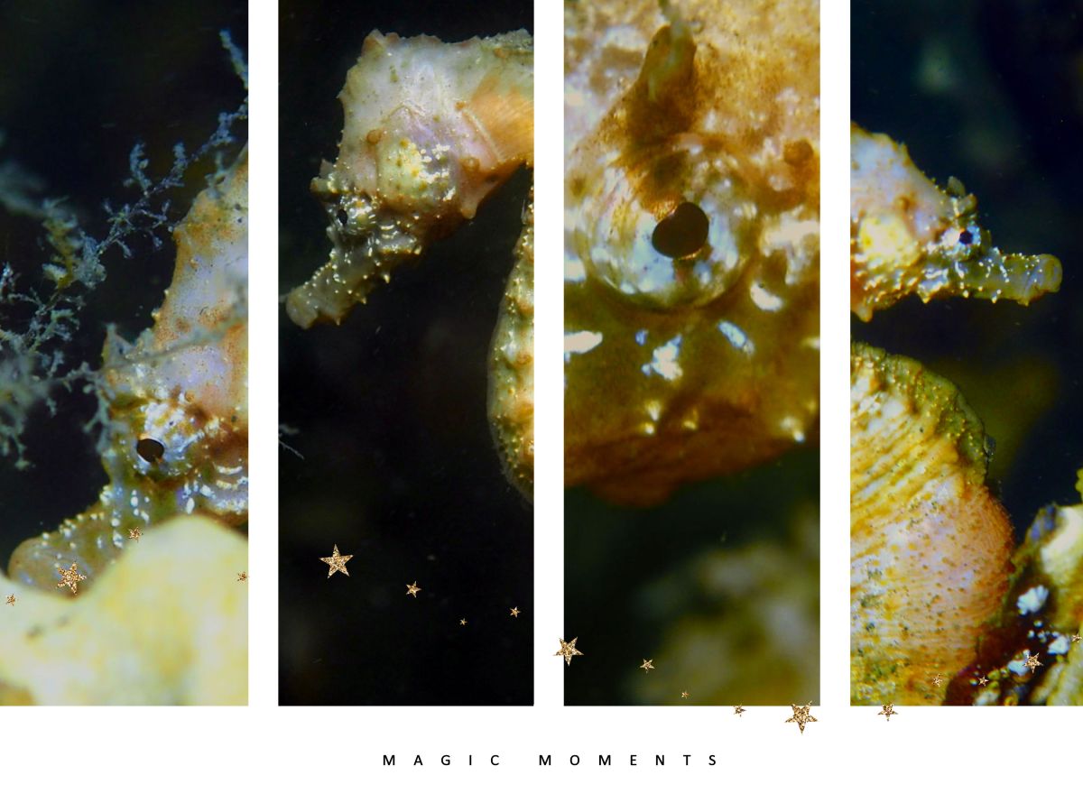 Ein Grund für’s Tauchen in&nbsp;Zeeland…