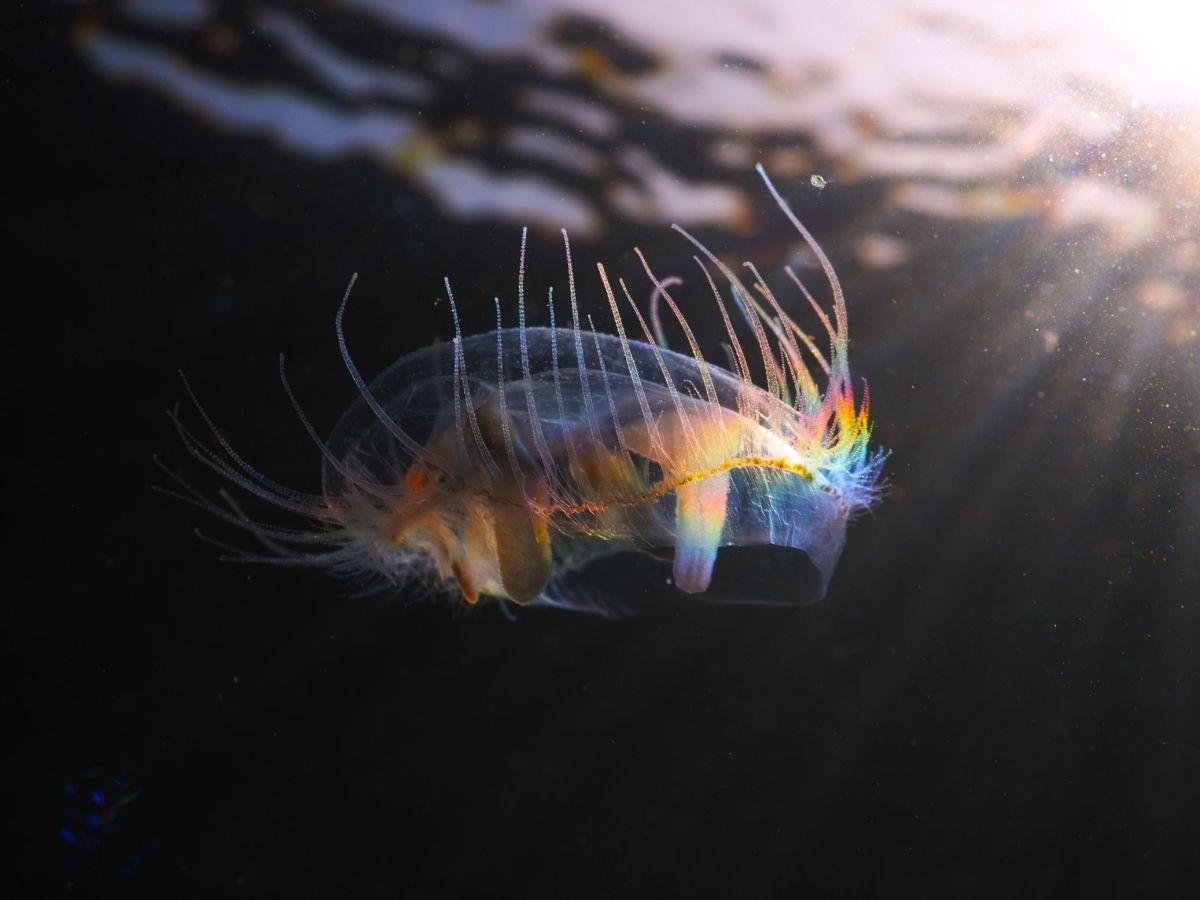 Es muss nicht immer tropisch&nbsp;sein…