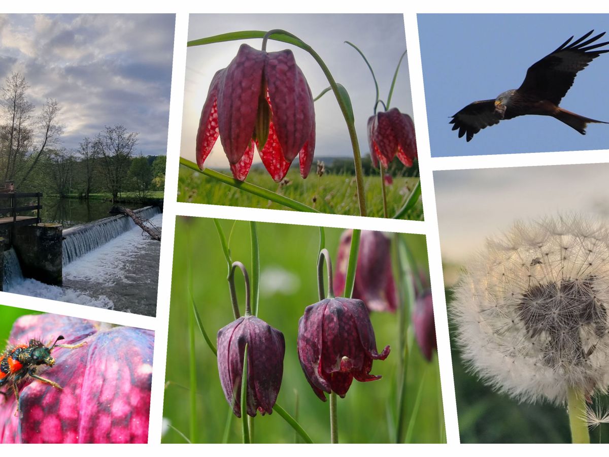 Schachblumen, Winzlinge und&nbsp;Greifvögel