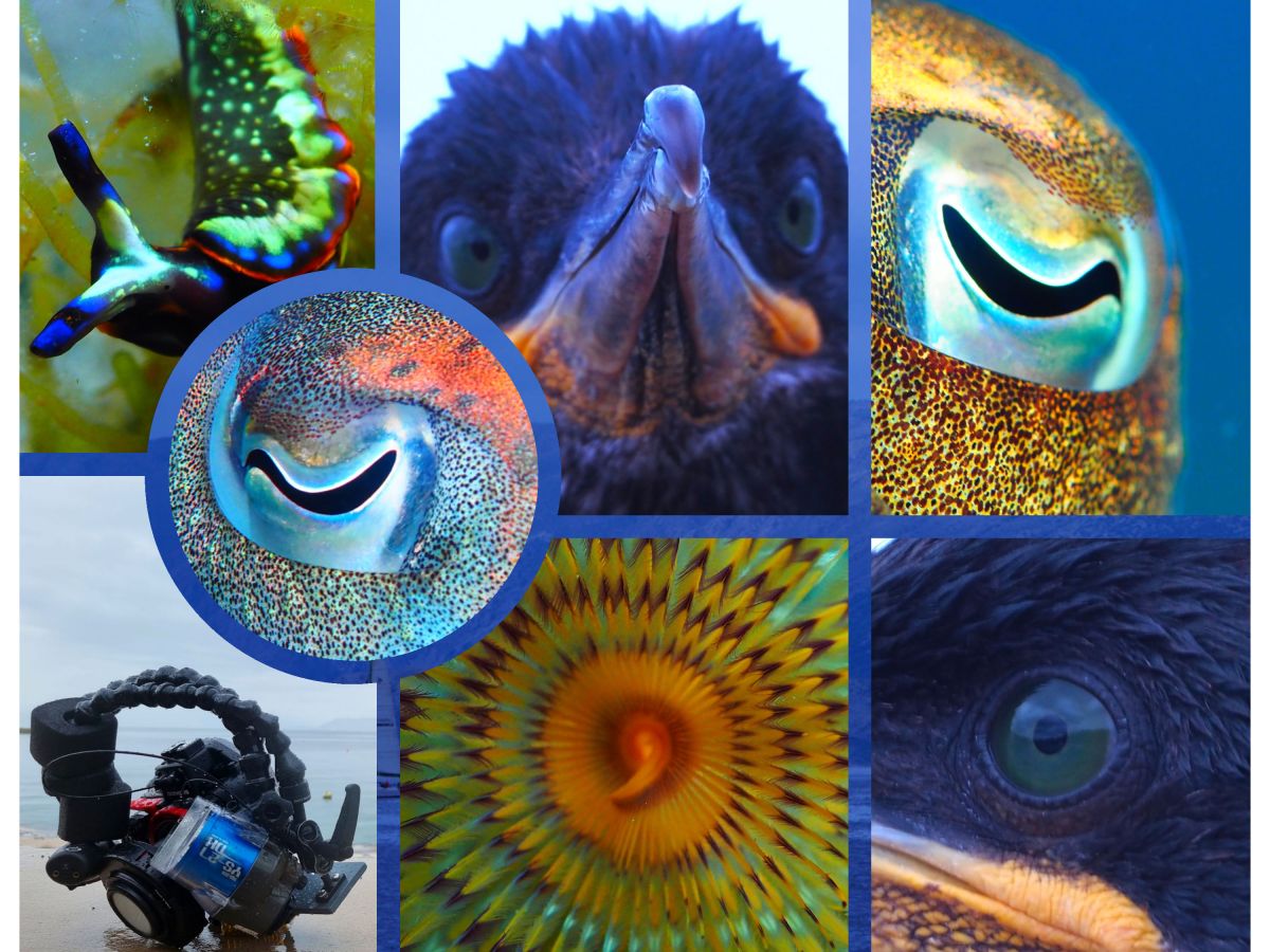 Auge um Auge – Gänsehautmomente…