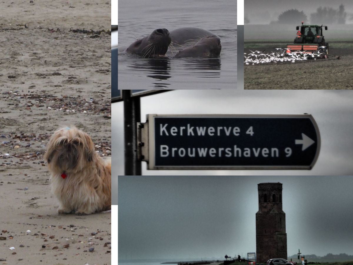 Novembernebel, Strandspaziergang und eine traurige Nachricht…