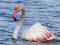 Hinter der Sonne her zu den Flamingos…
