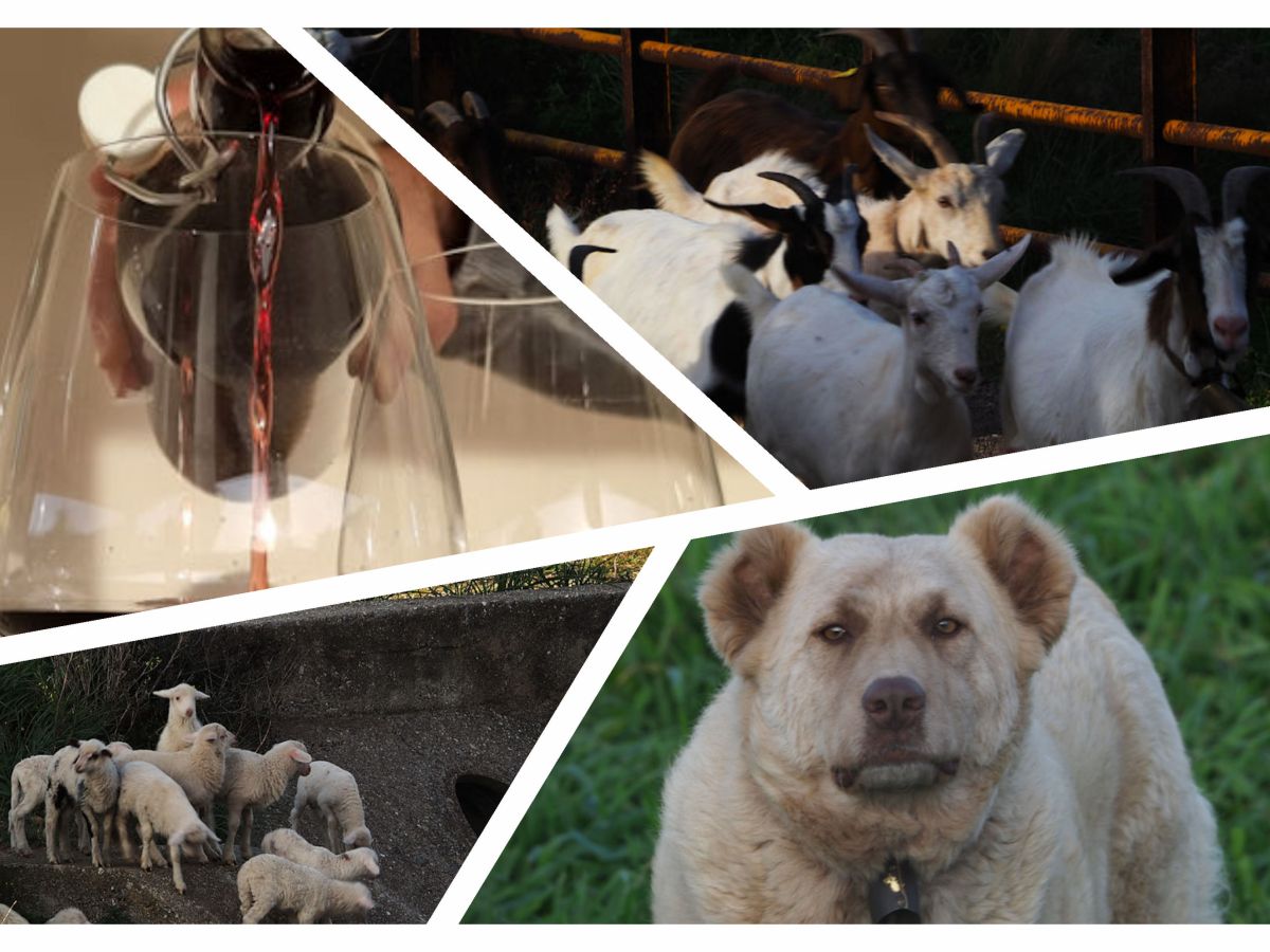 Statt Aperitivo nur Schafe, Ziegen und Teddybären…