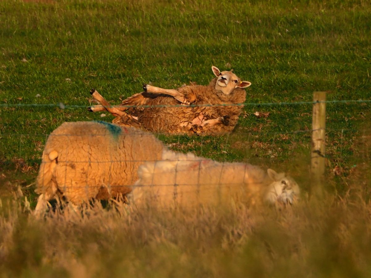 Da lacht sogar das Schaf…the best well known hidden secret spot of&nbsp;Bempton…