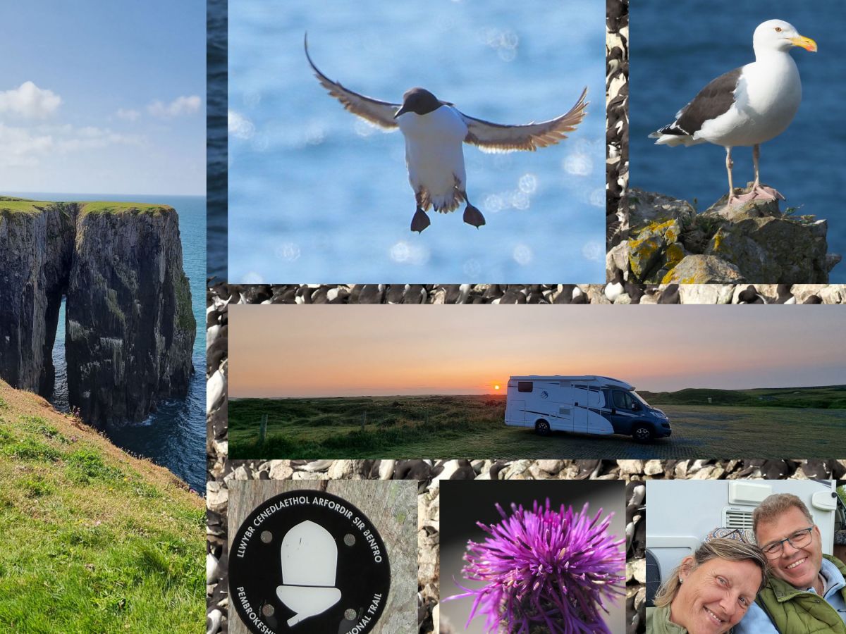 Early Morning am Coastal Path, ein netter Smalltalk und jede Menge Trottellummen….