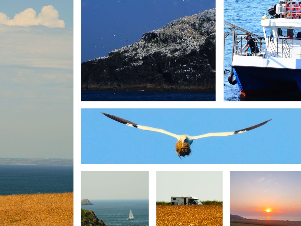 Morgengammeln, Gannets auf Skokholm und Barbecue mit Aussicht….