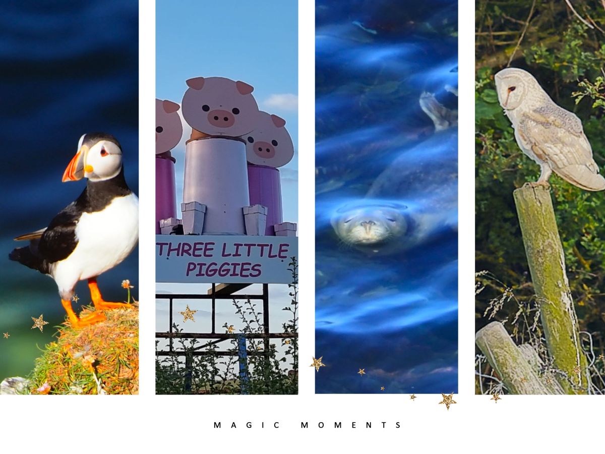 An den 3 rosa Schweinchen links…eine ungeplante Wanderung…