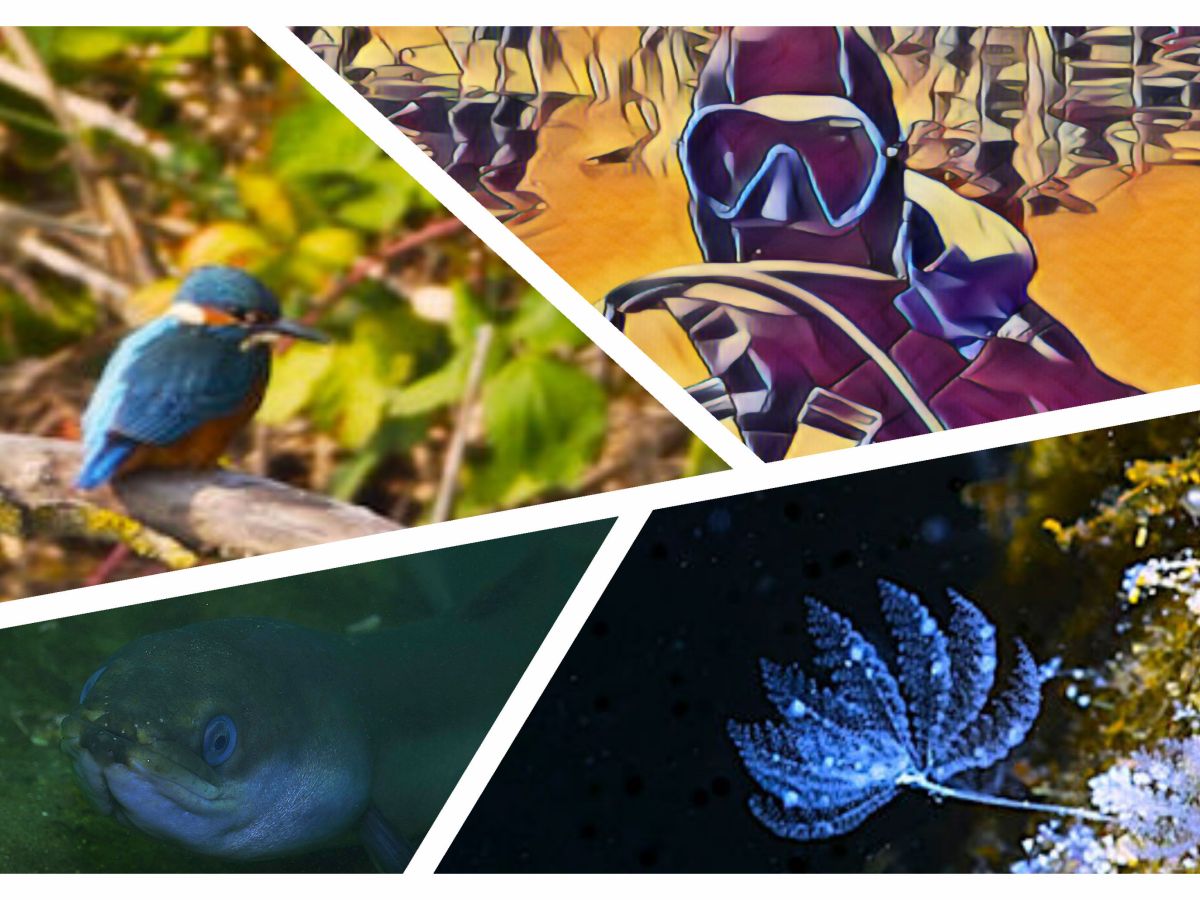 See“len“tauchgang – Besuch am Korallenriff im Althäuser…