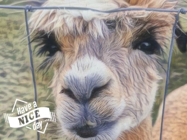 Tintenfischringe, Dudelsack und ein Bloedmaan…