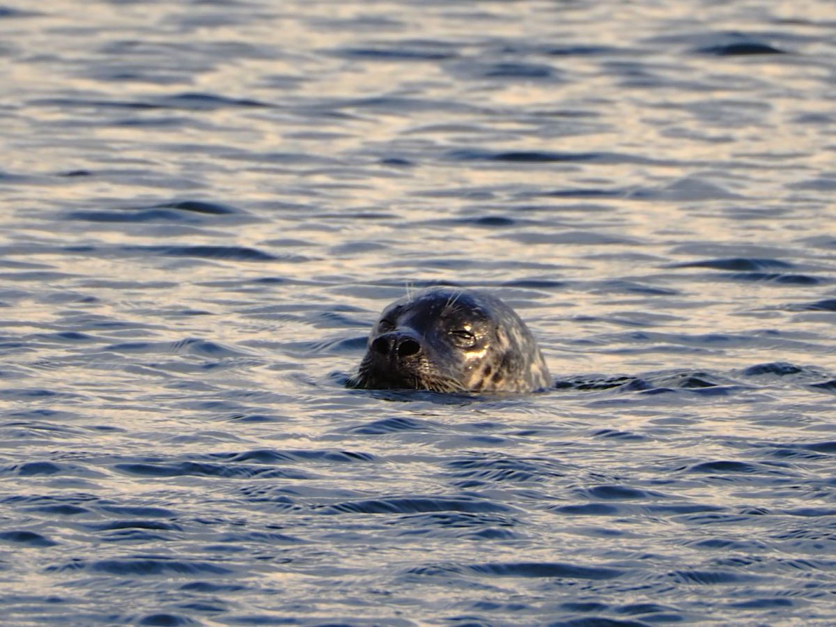 Seehund zum Frühstück….