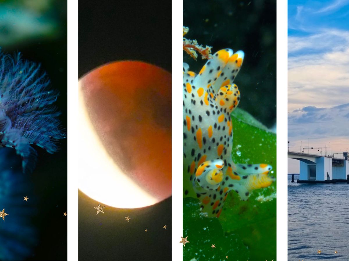 Zeelandbrug im Abendlicht, Mondfinsternis fast ausgefallen und Urlaub…oder so….