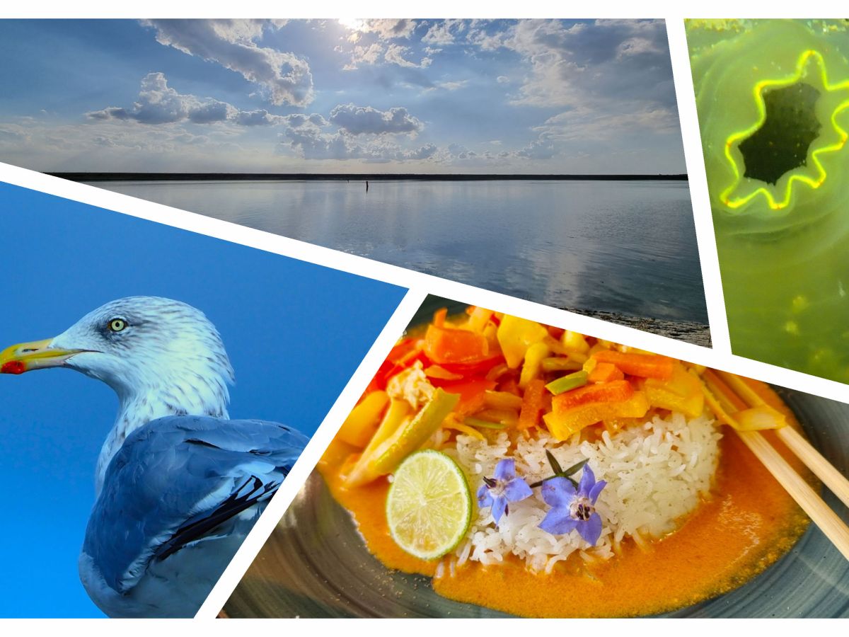 Thaise Rode Curry, Besuch an Bergse Diepsluis und Seevögelportraits…