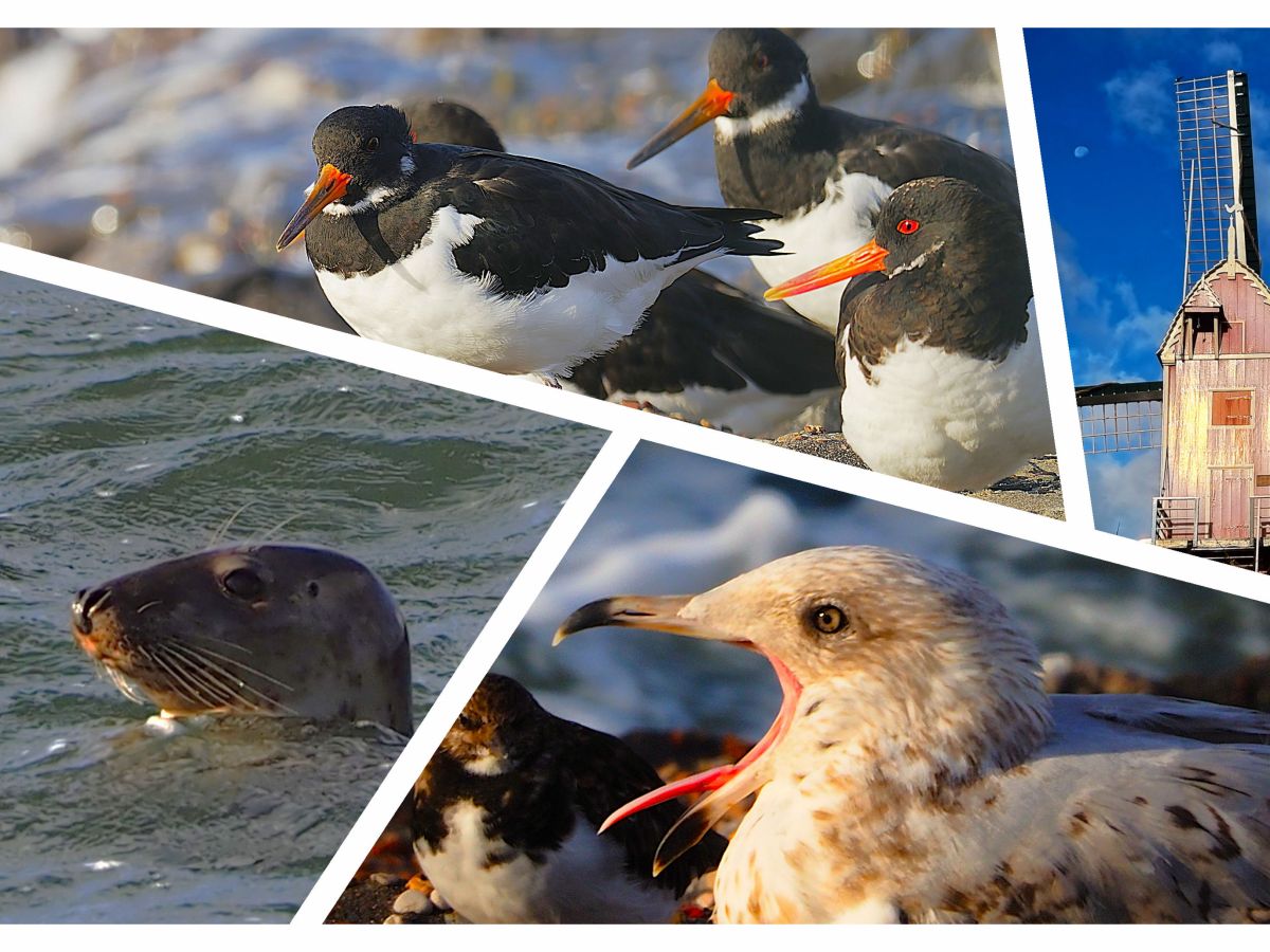 Es sollte so sein – unerwarteter Umzug nach Schouwen-Duiveland…