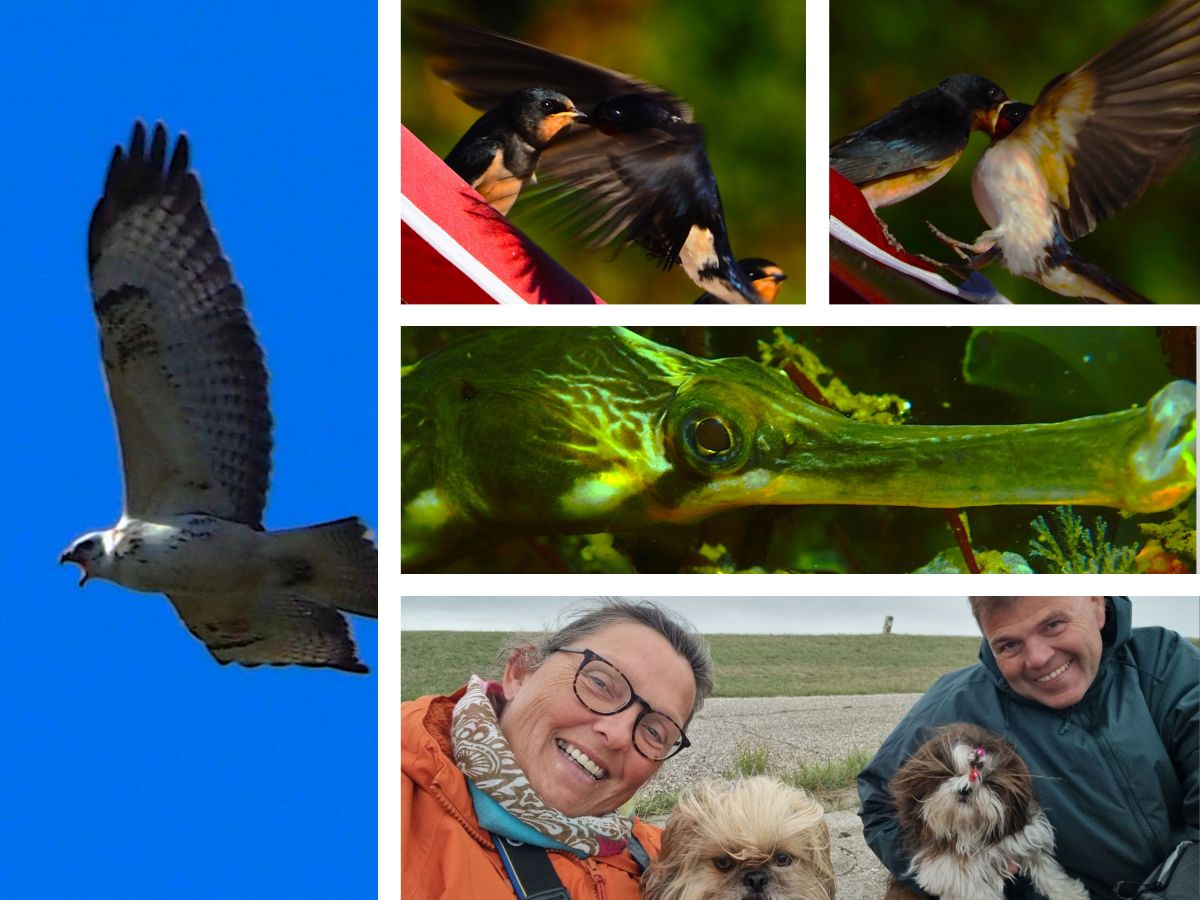 Morgendliche Schwalbenshow, Bergse Diepsluis und ein&nbsp;Familienmoment